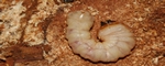 nematodi cisticoli