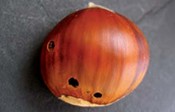 balanino