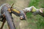 cancro actinidia