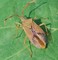 cimice del nocciolo