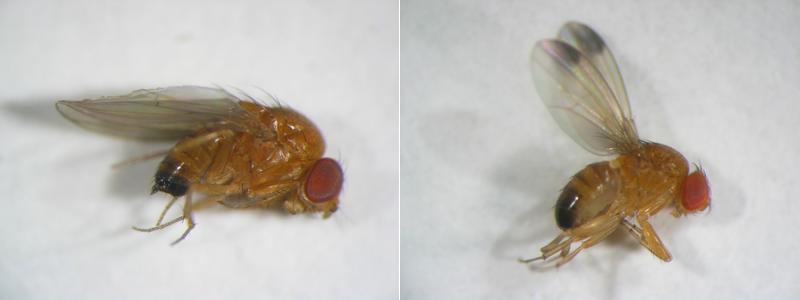 Adulti di Drosophila suzukii