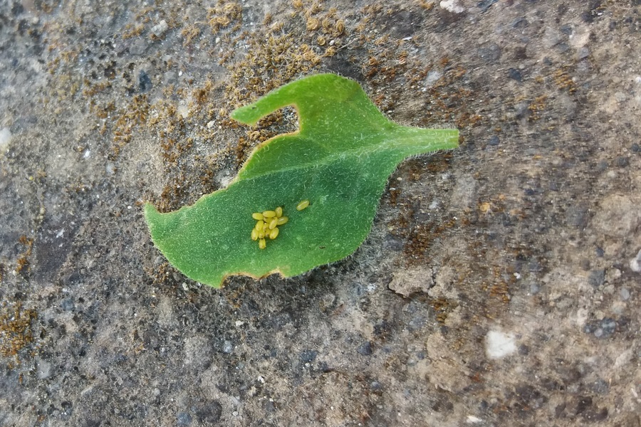 Uova, larva ed adulto di Lema bilineata gemar su Salpichroa origanifolia – Portici (Na)