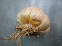 marciume del bulbo dell'aglio