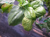 foglie di peperone affette da TSWV