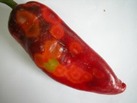 frutti di peperone affetti da TSWV