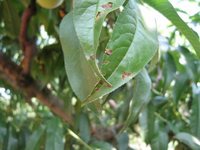 Foto 2: Xanthomonas arboricola pv. pruni su foglie