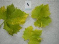 Foto 5: GFLV su foglie di vite
