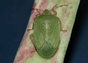 nezara viridula