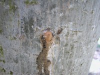 foro di platypus