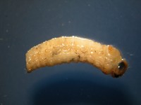 larva di platypus