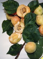 attacco di sharka su albicocco cultivar tyrinthos
