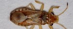 thaumastocoris peregrinus