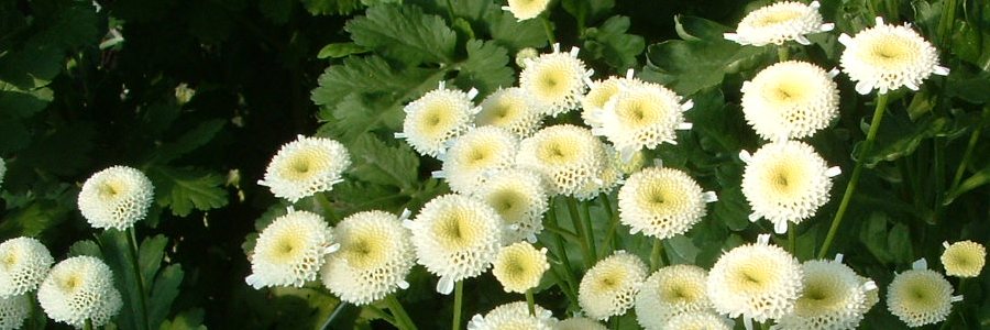 fiori di matricaria