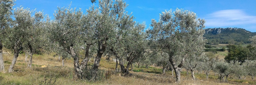 olivi a cerreto sannita