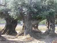 foto di olivi millenari