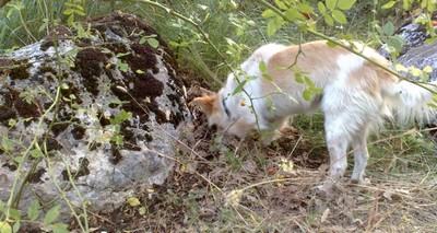 la ricerca del tartufo con il cane