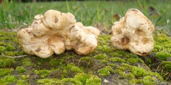 tartufo bianco del matese