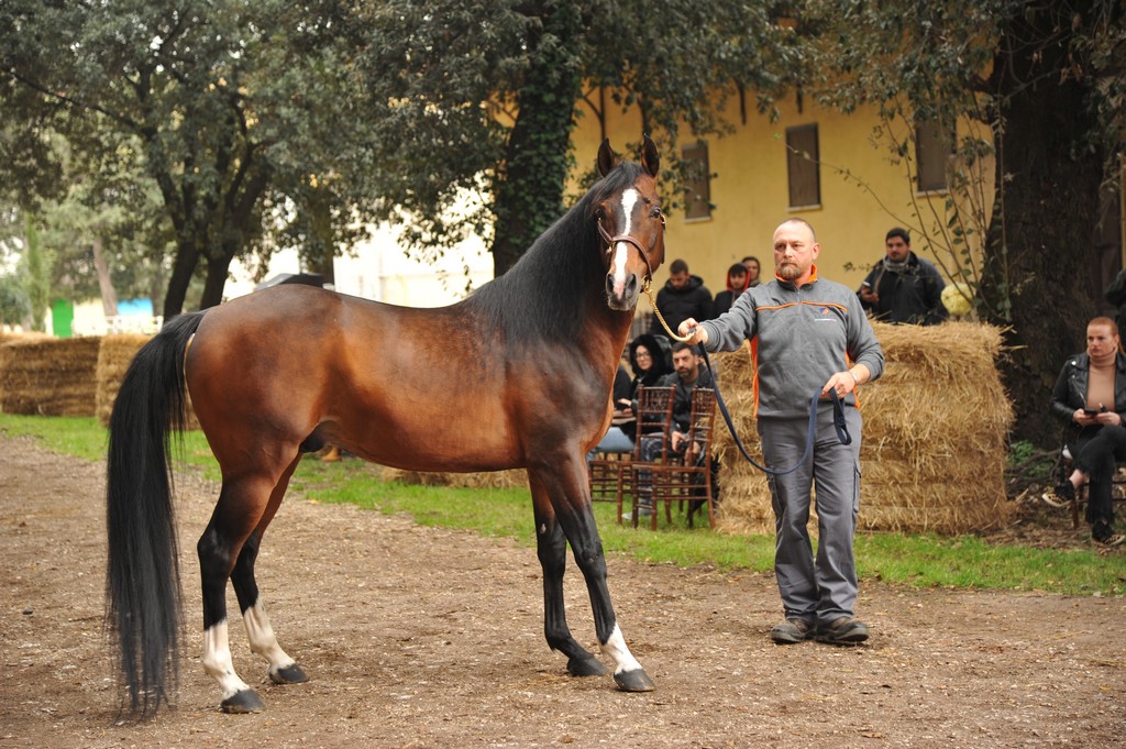 Stallone Etna in HD