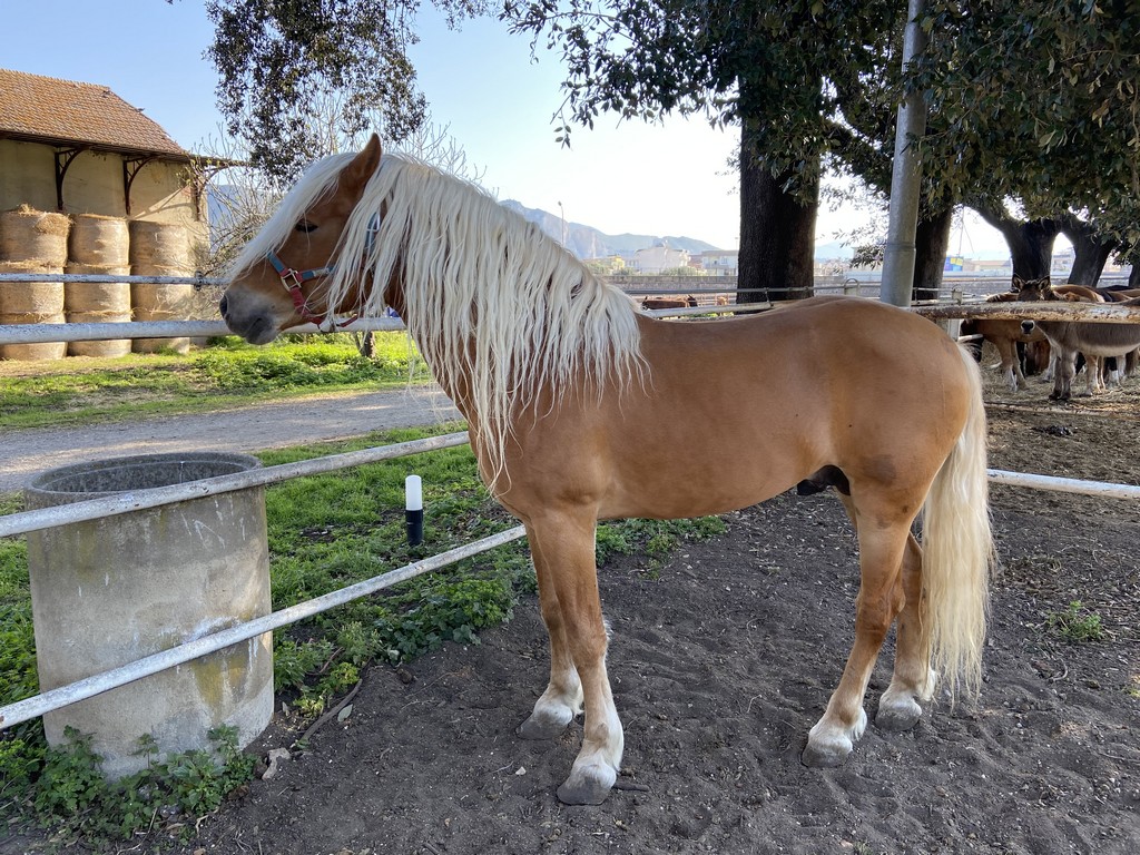 Stallone trinidad in HD
