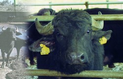 foto di bufalo in primo piano