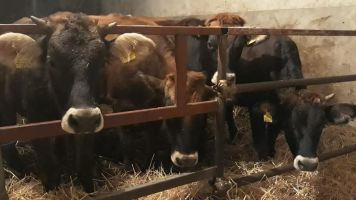 Esemplare di razza bovina agerolese
