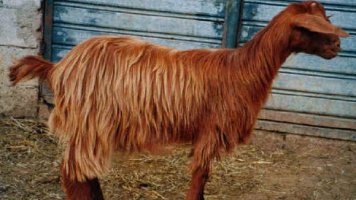 capra cilentana fulva