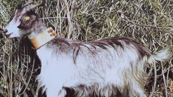 capra cilentana grigia