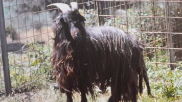 capra cilentana nera