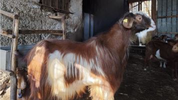 capra fulva dei picentini