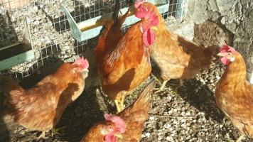Pollo fulva del Sannio