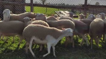 pecore razza laticauda