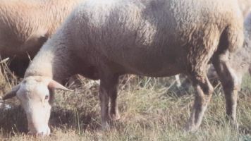 pecore razza matesina