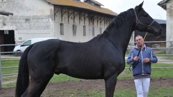 cavallo napoletano