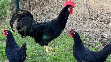 Pollo nera di Valfortore