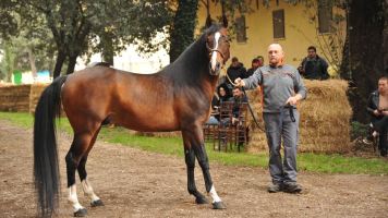 cavallo persano