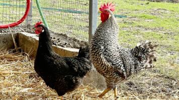 Pollo cenerina