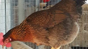 Pollo napoletana