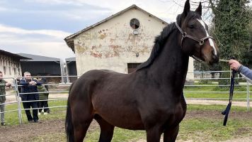 cavallo salernitano
