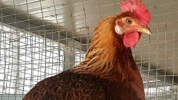 Pollo scodata