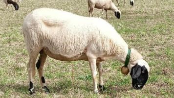 pecore razza turchessa