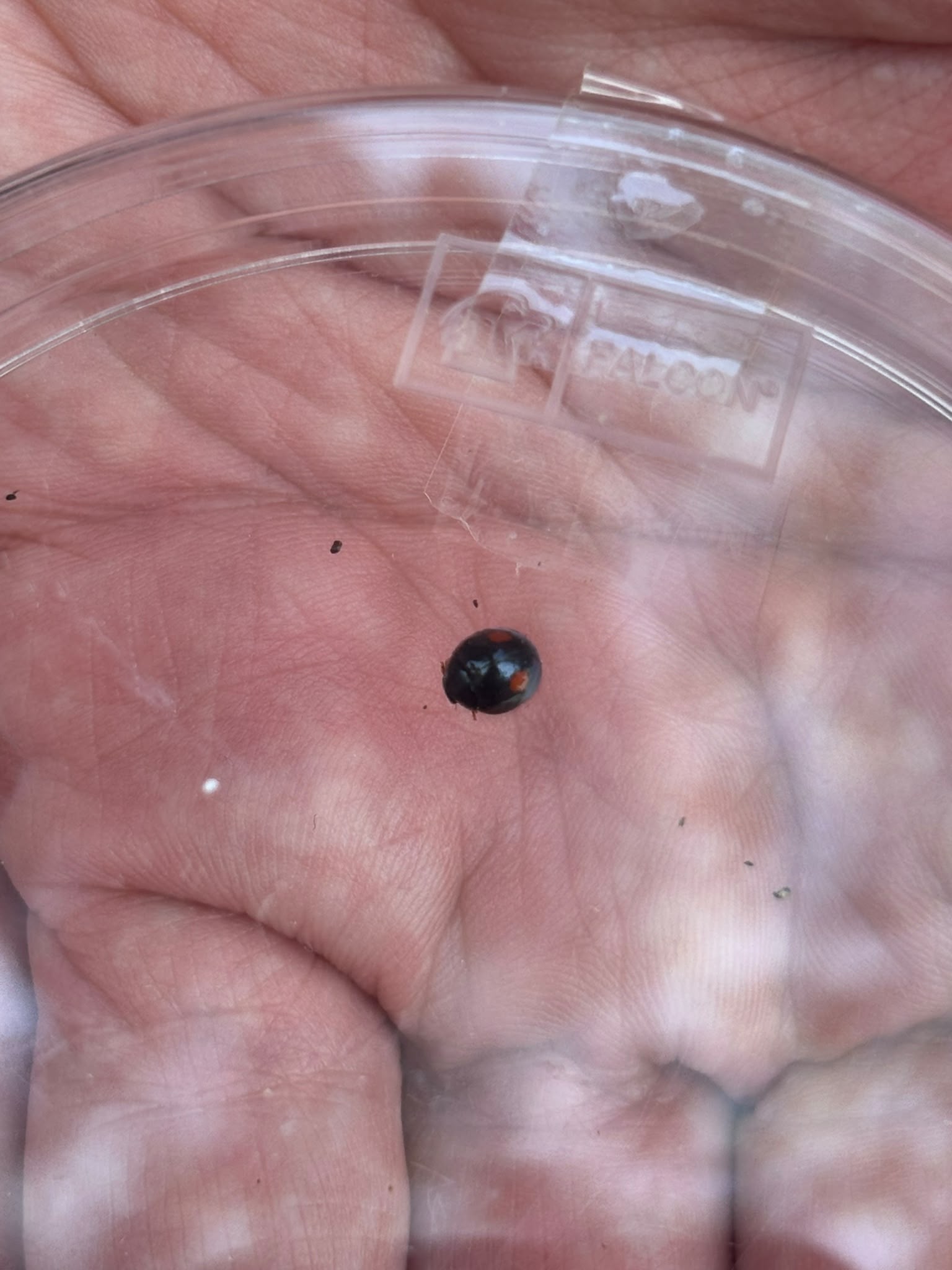 cocciniglia del pino
