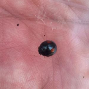 cocciniglia del pino