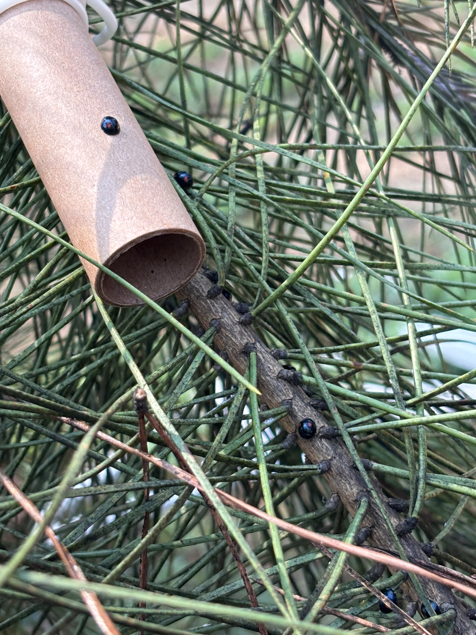 cocciniglia del pino