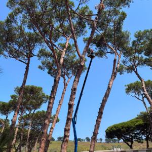 cocciniglia del pino