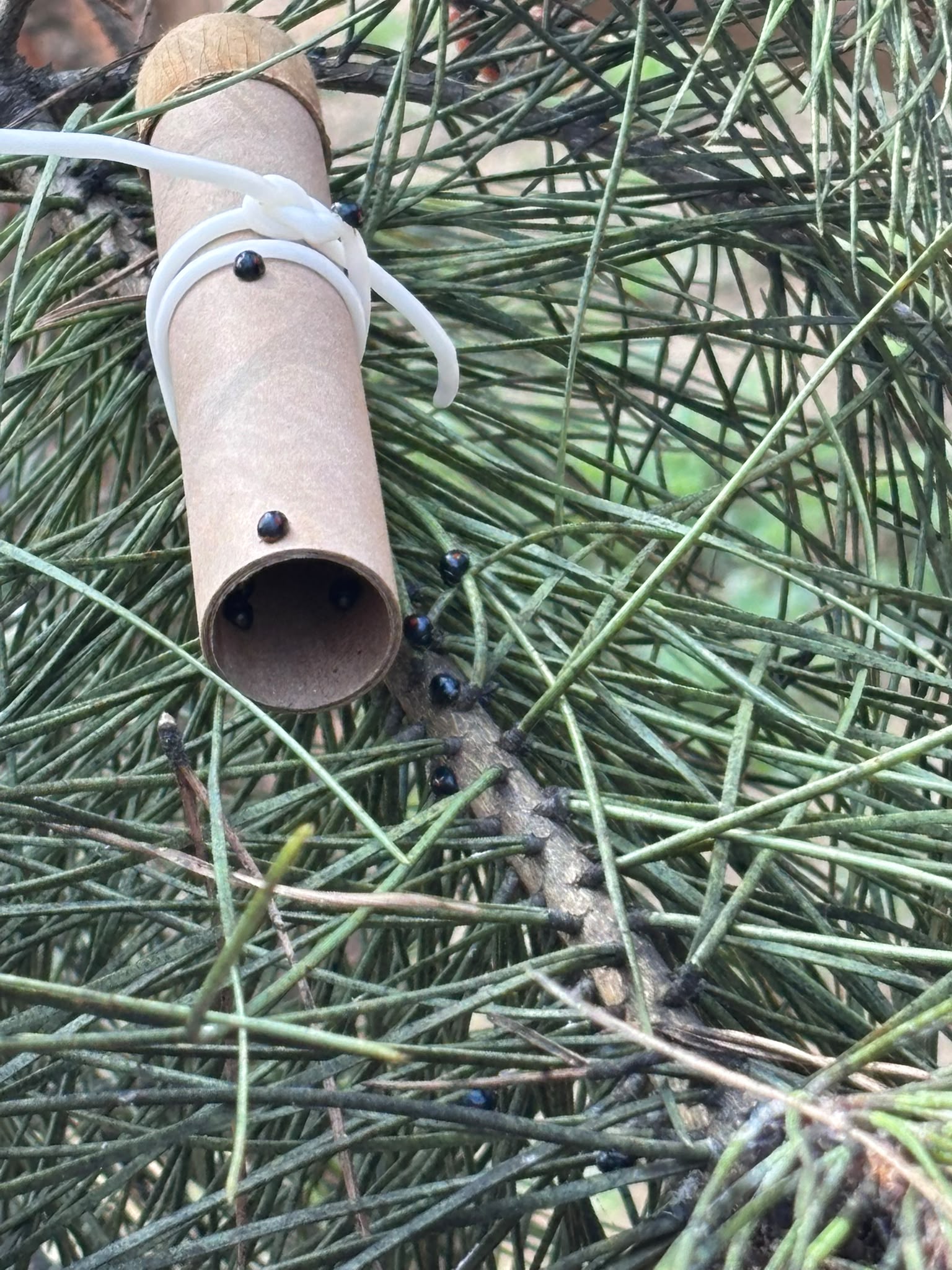 cocciniglia del pino