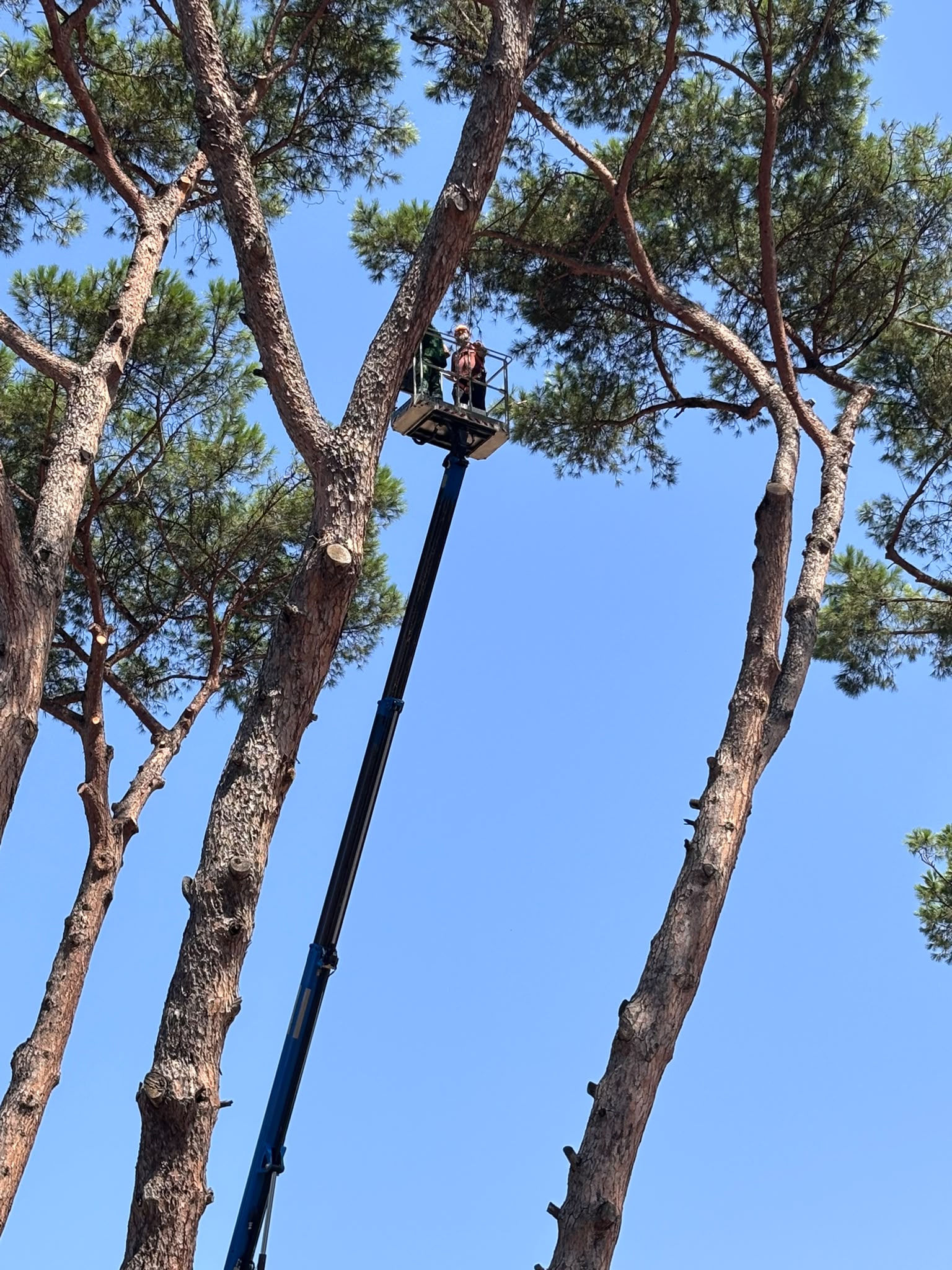 cocciniglia del pino