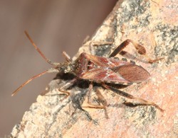 adulto di leptoglossus