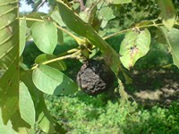 frutto mummificato - foto D'Auria