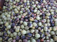 cassetta di noci danneggiate