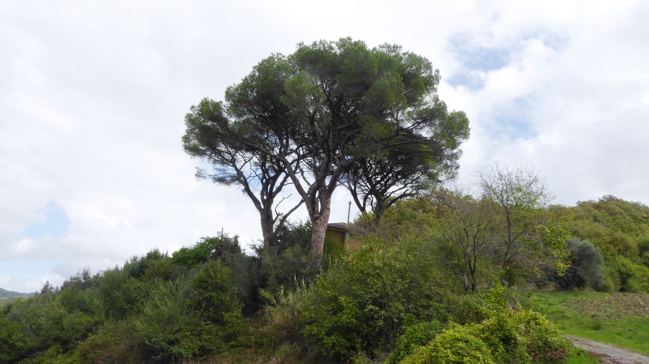 foto dell'albero